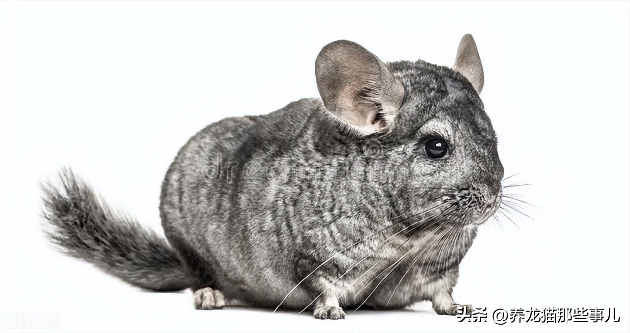 新手如何养龙猫,教你如何养龙猫