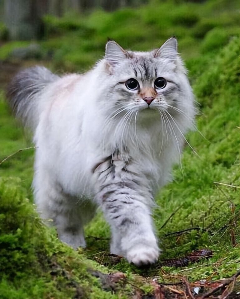 俄罗斯国猫,西伯利亚森林猫和挪威猫的区别