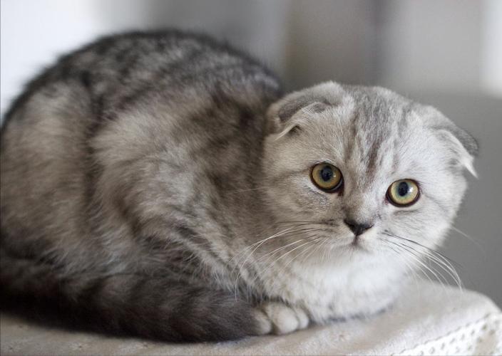 为什么不建议买成年折耳猫,折耳猫不能买吧