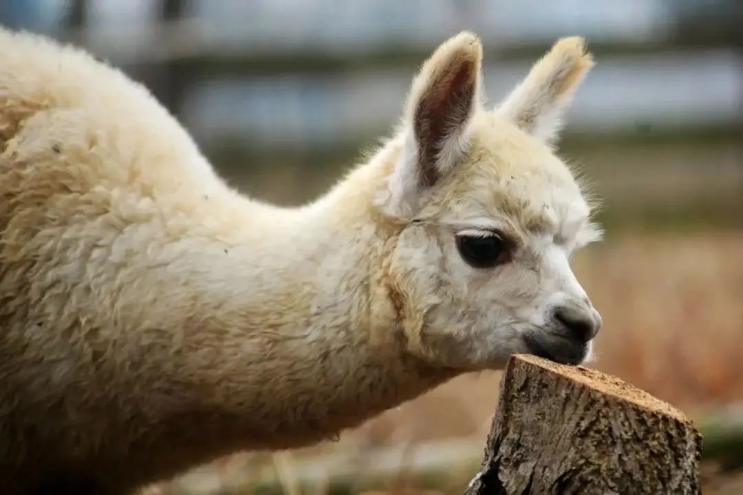 成都新津十大旅游景点有哪些,成都新津旅游攻略自由行攻略