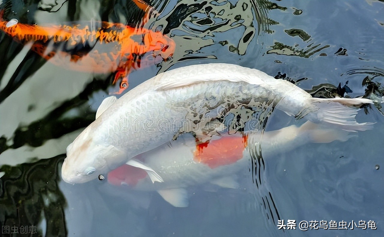 锦鲤怎么养最简单,锦鲤适合新手养吗怎么养