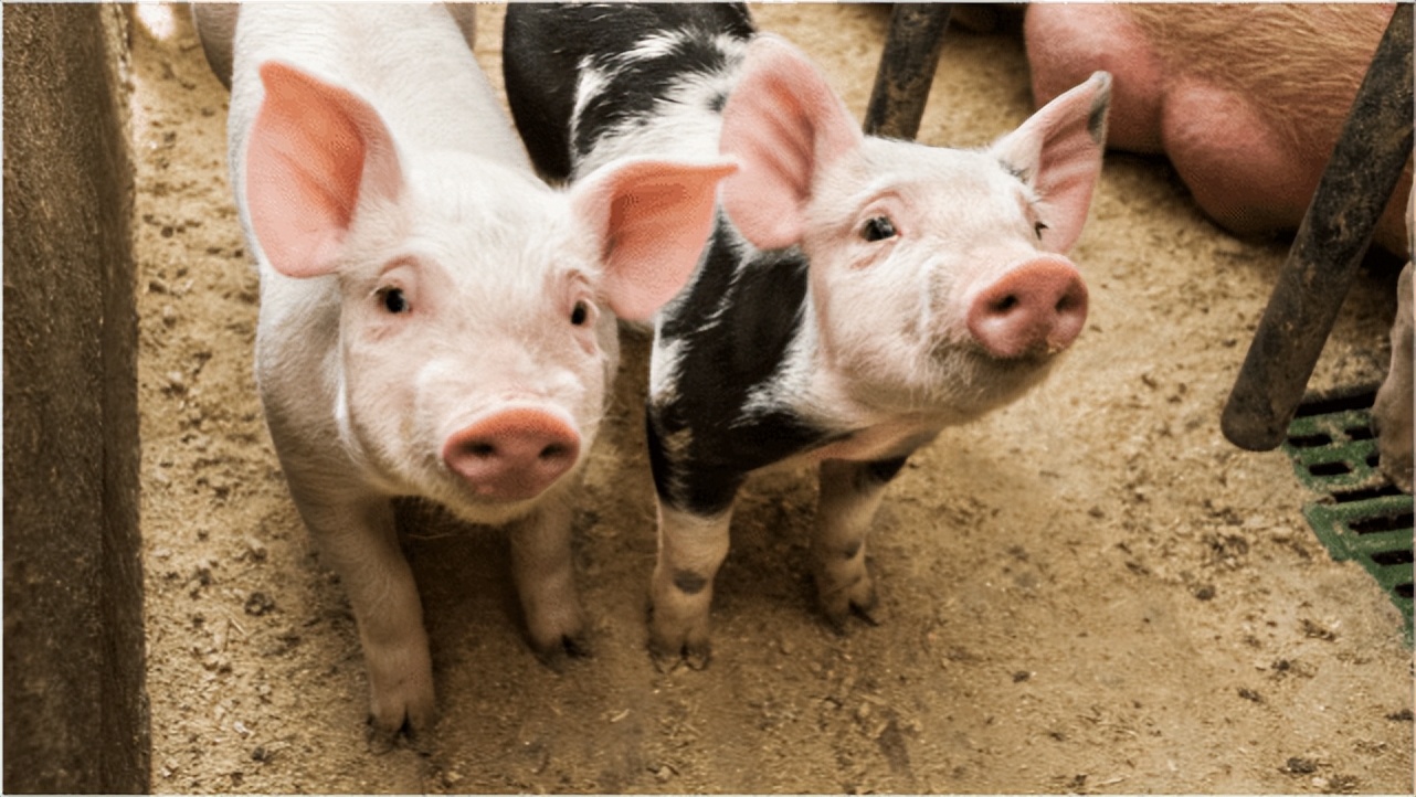 刚出生的小猪拉稀用什么药好,小猪拉稀喂电解多维后怎样止拉稀