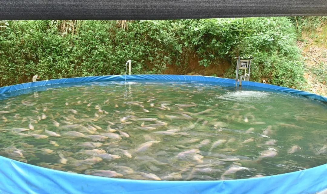 什么淡水鱼养一年可以出售,阳春八甲养殖