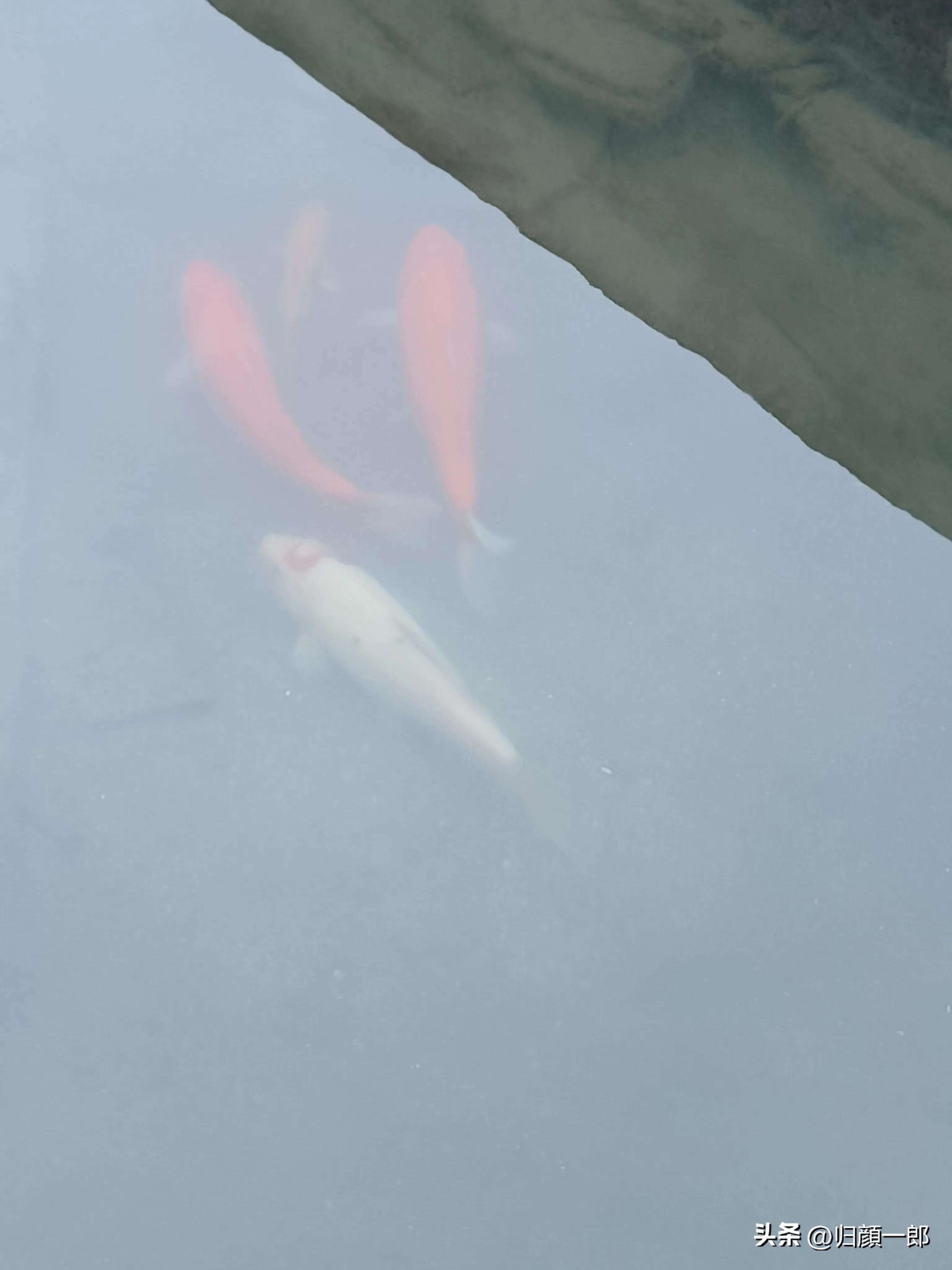 一级竞钓大师是怎么来的,八个特级竞钓大师的技术特点