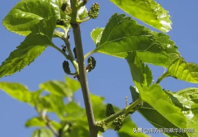 散结祛风湿肢体麻的中药,风湿痹痛风疹瘙痒是什么意思