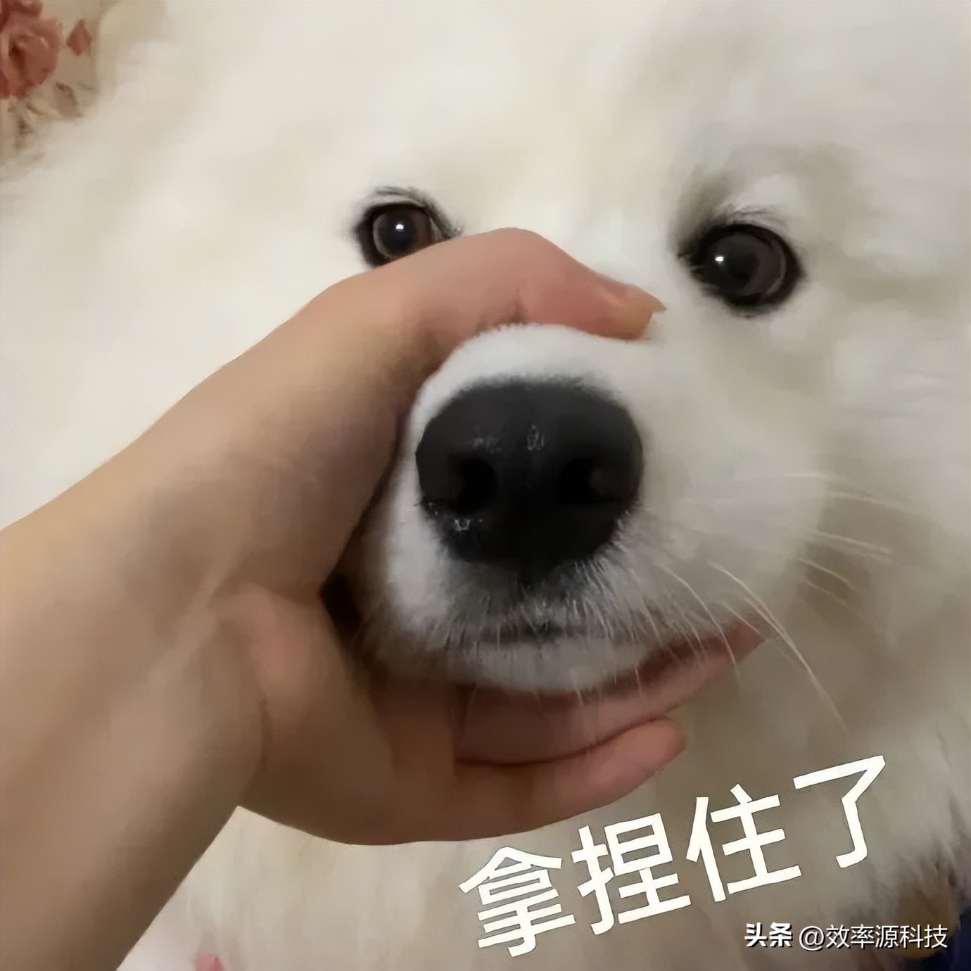 效率源职场攻略之社畜截图指南｜3招搞定浏览器长截图，效率UPUP