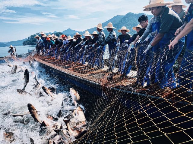 400万尾鲢鳙投放千岛湖,鲢鳙投放千岛湖