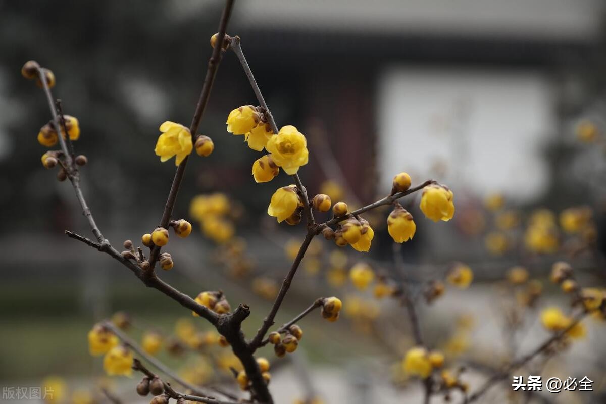 腊梅花怎么养护,腊梅虫害