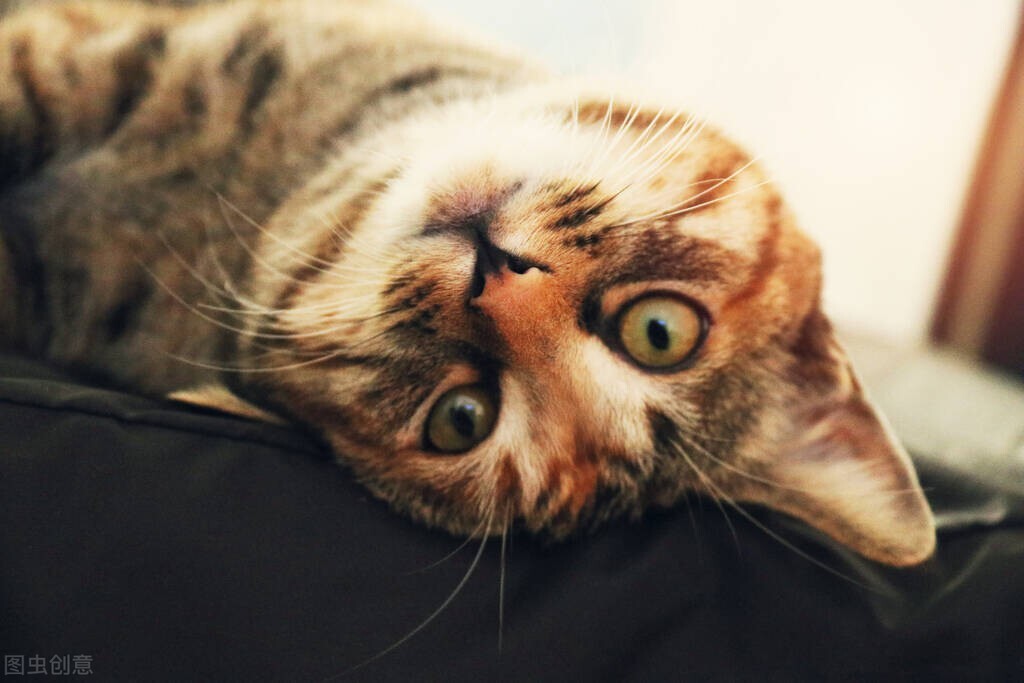 长寿猫咪,想要猫咪长寿需要注意这三件事