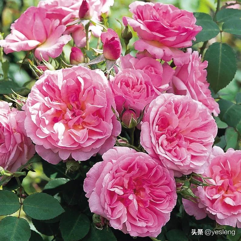 奥斯汀月季经典品种海德庄园,耐晒耐热的奥斯汀月季