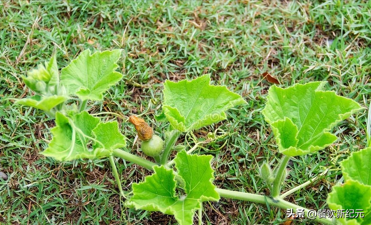 小暑养生小窍门,最全小暑养生食谱