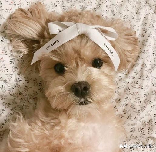 泰迪露肚皮是什么意思啊,泰迪露着肚子躺着睡觉