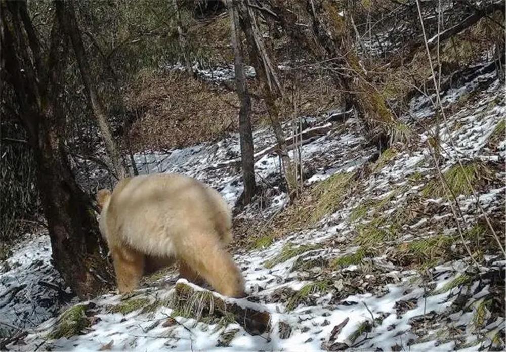 野生大熊猫和圈养大熊猫打架,白色大熊猫与大熊猫罕见同框凶