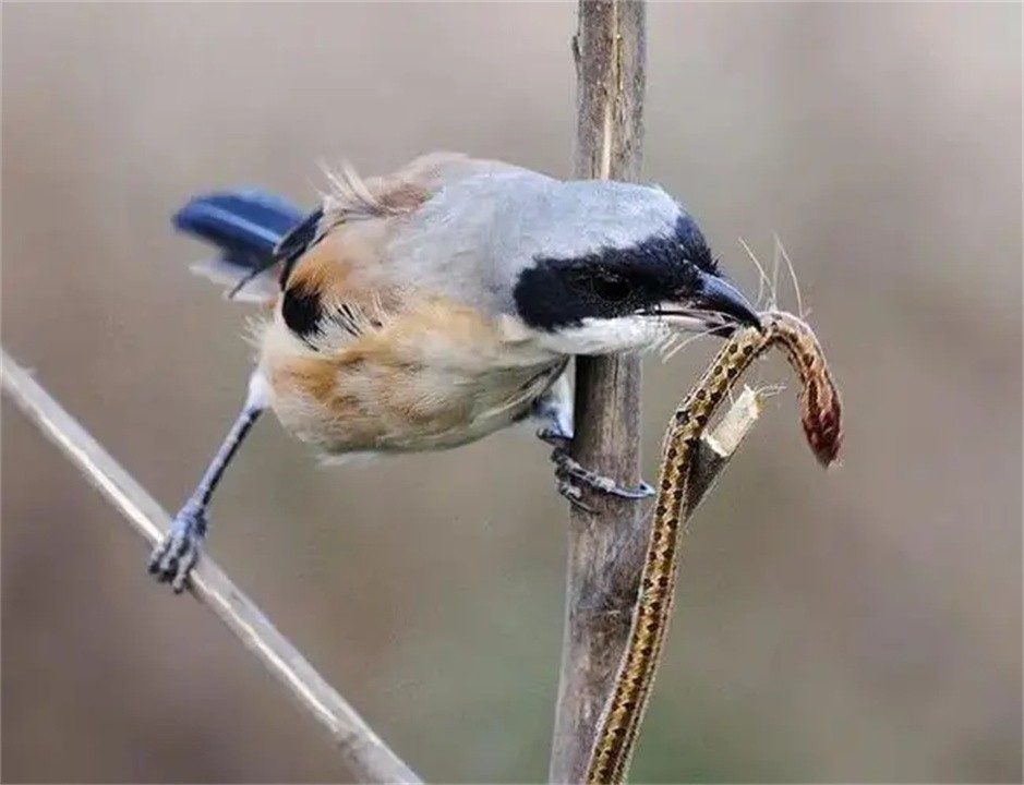 外表可爱却很凶残的动物大熊猫,大熊猫凶残的一面是什么样的