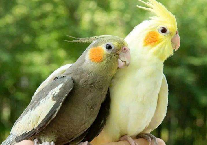 新手饲养鹦鹉的技巧和注意事项,新手养鹦鹉应注意哪些细节