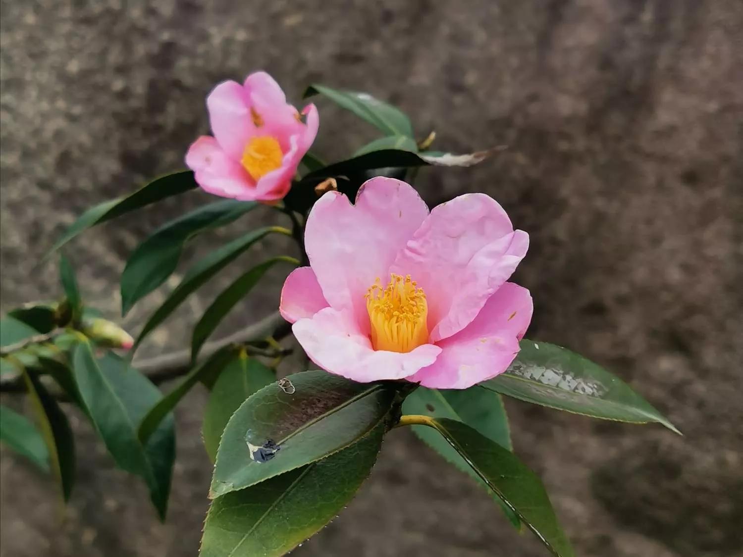 认识各种花的寓意,认识各种花的名称