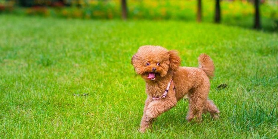 养了三年泰迪现状如何分析,为什么现在养泰迪的越来越少