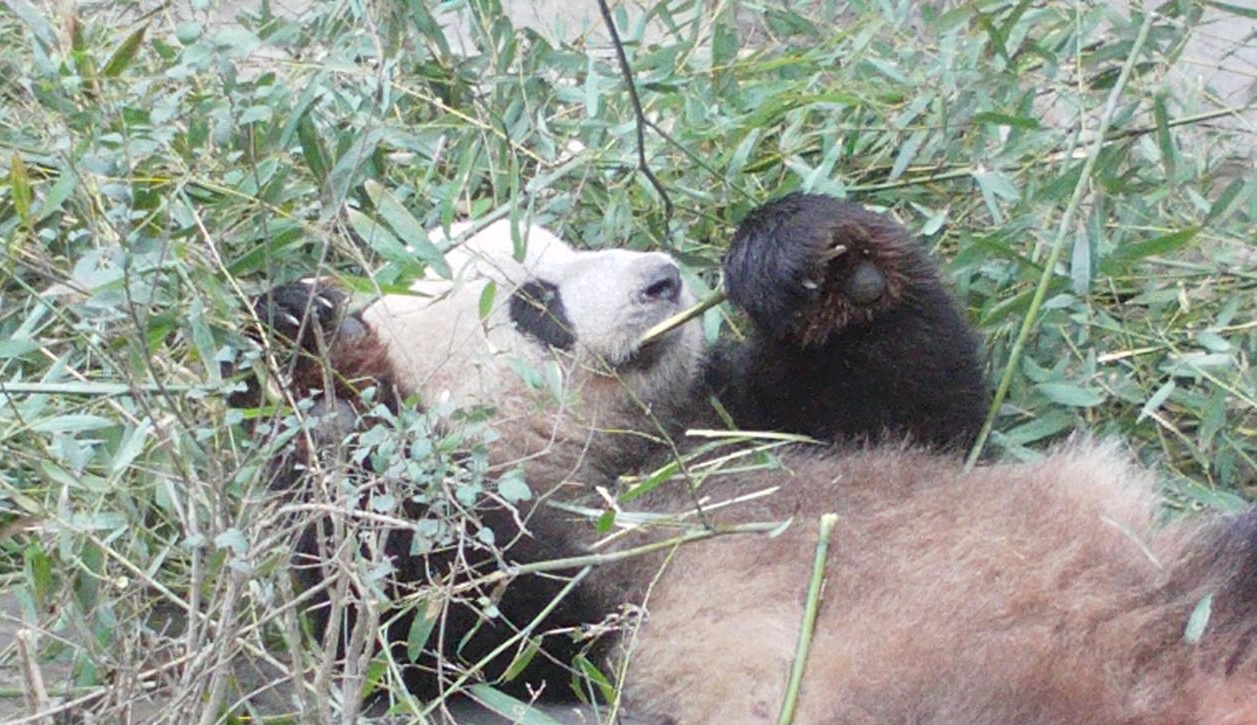 成都三圈层哪些板块值得买,成都二圈层性价比高的刚需盘