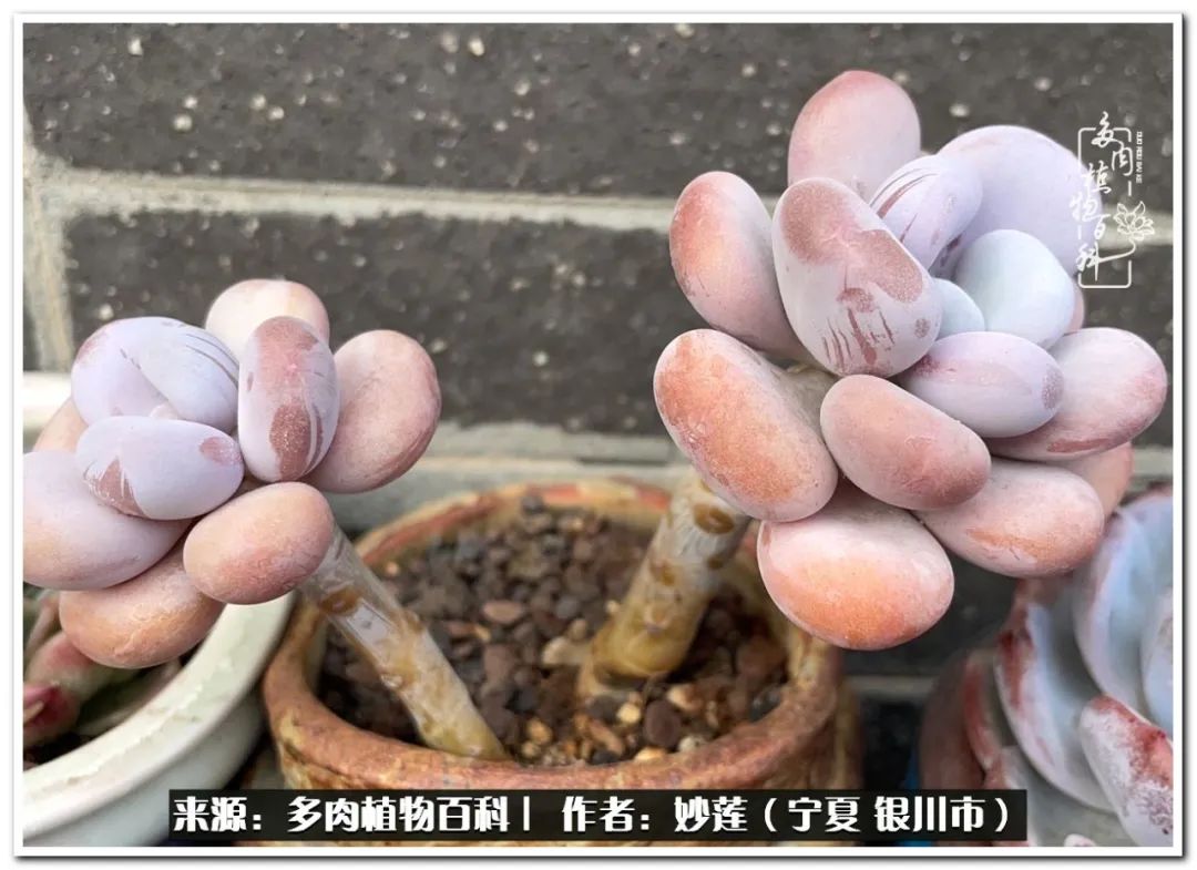 世间繁华三千不如一隅清欢,世间繁华三千不如有一院清欢