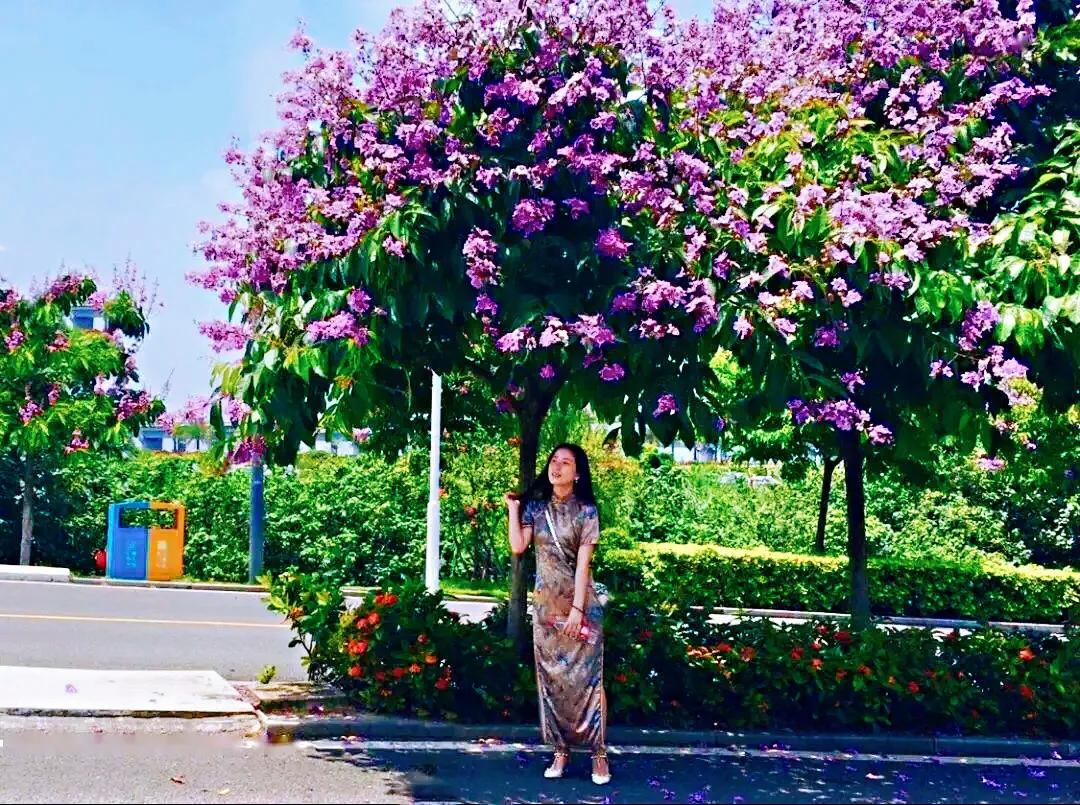 大花紫薇枝叶,紫薇大花的照片