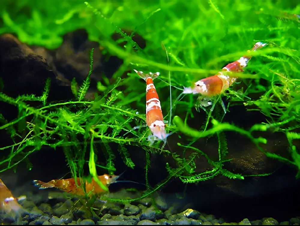 水晶虾养殖技巧和秘诀,菲律宾水晶虾怎么养殖的