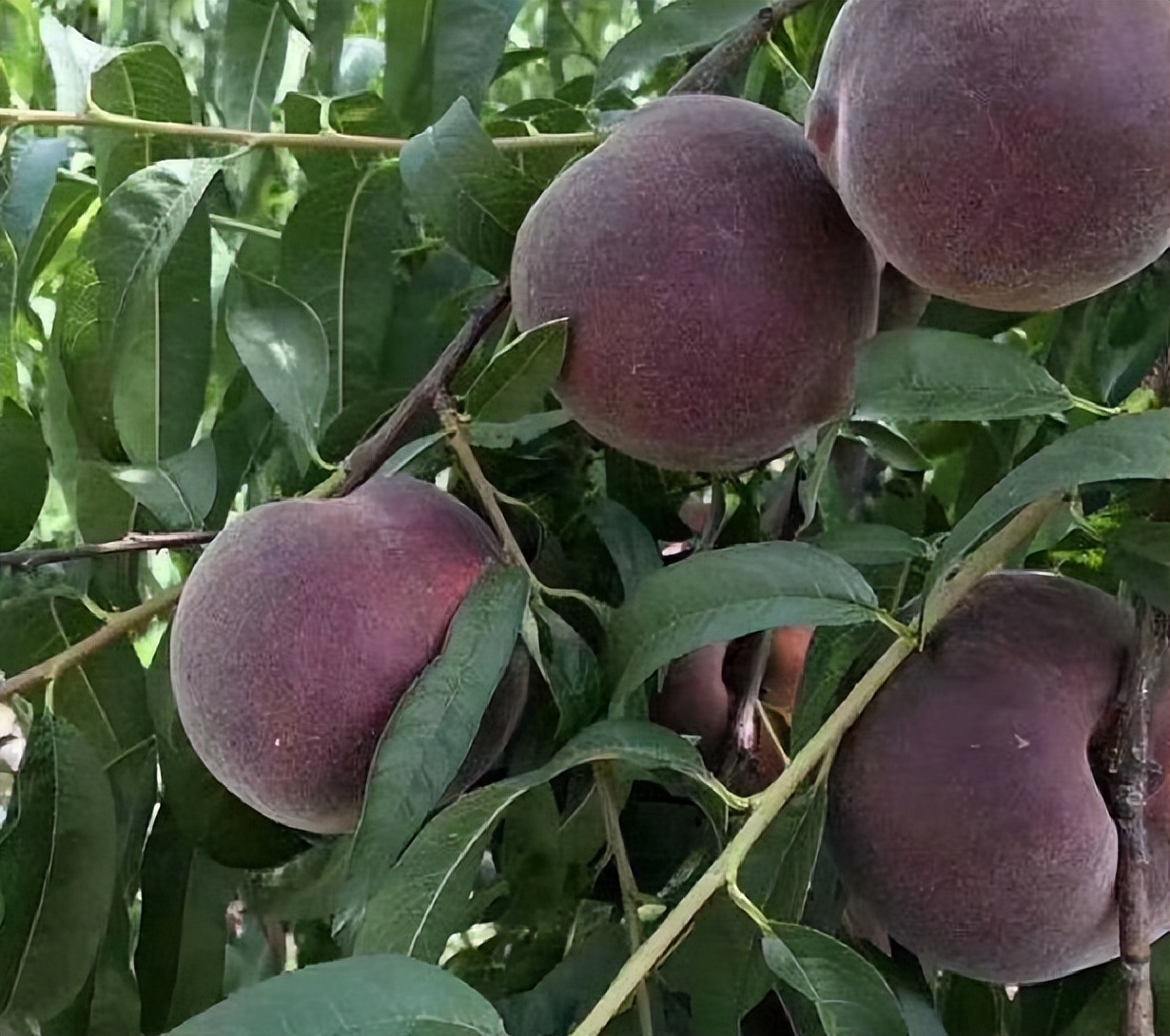 红宝石桃子的批发价格,早熟桃子售价