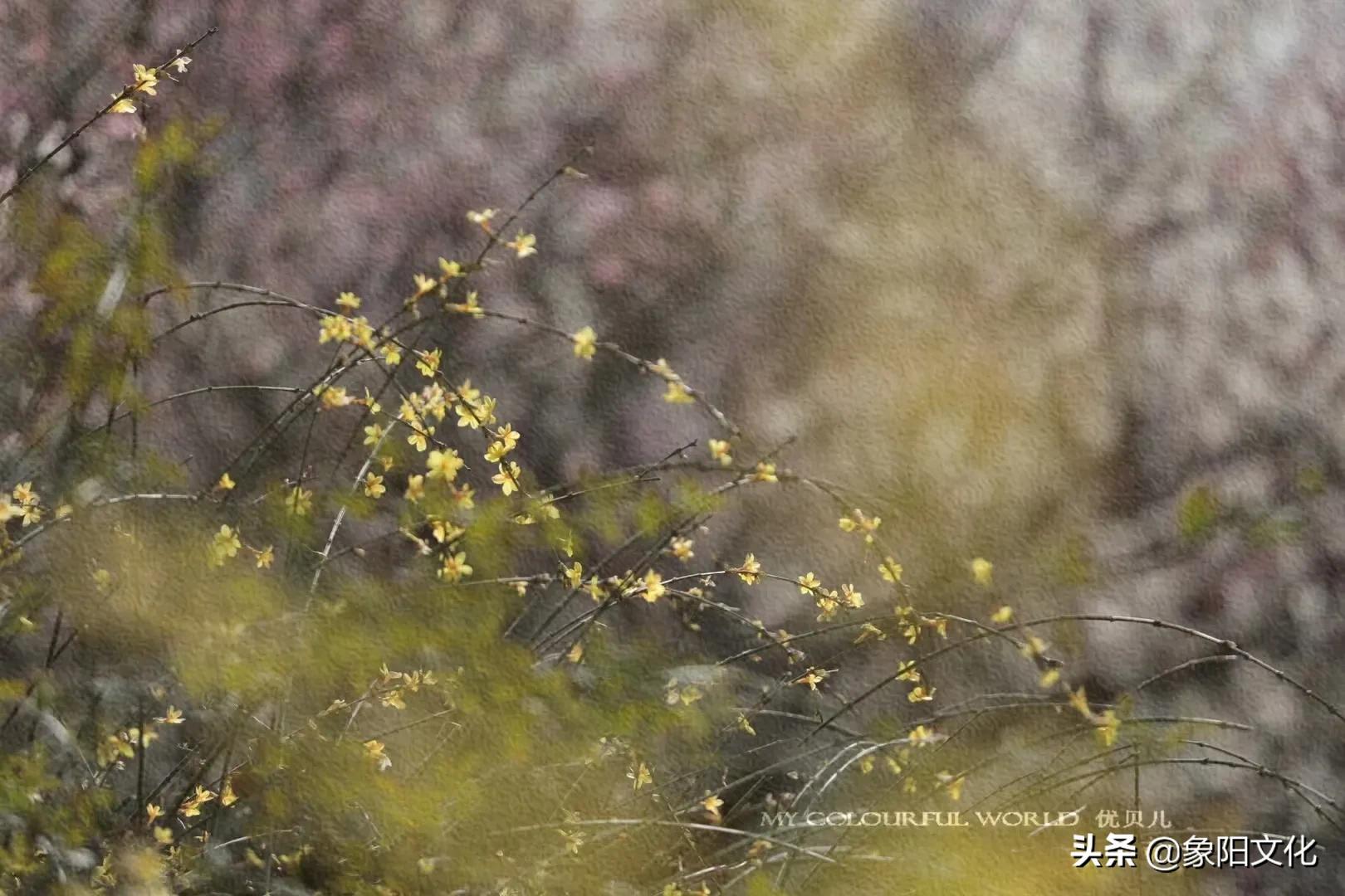 诗词/摄影鉴赏：《不负良人》《迎春花2022》《蓝海芳影》「249」