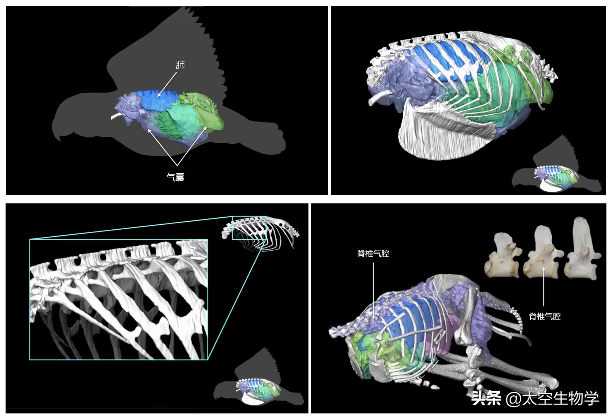 恐龙能适应现在的地球环境吗,恐龙在什么样的环境下才能有翼