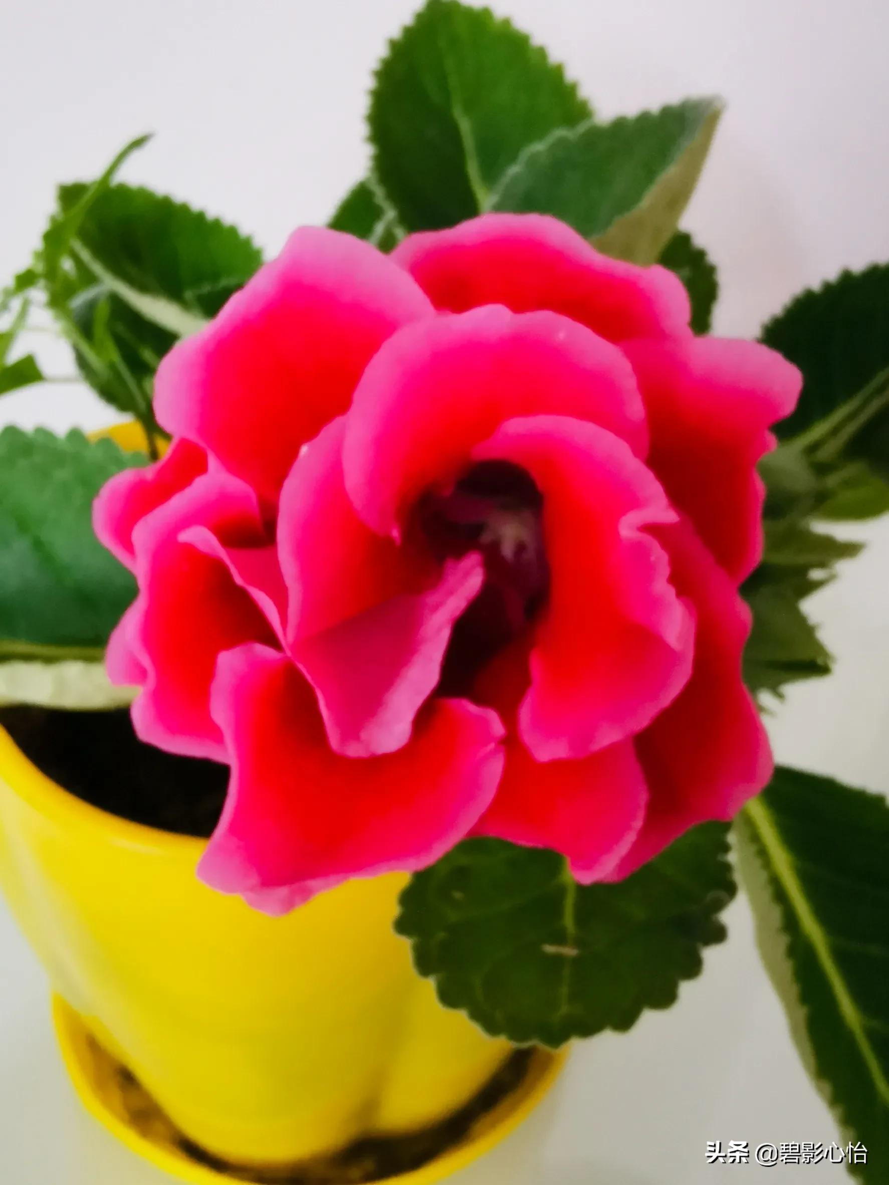 芙蓉花只长叶子不开花是什么原因,芙蓉花开败后怎么处理能再次开花