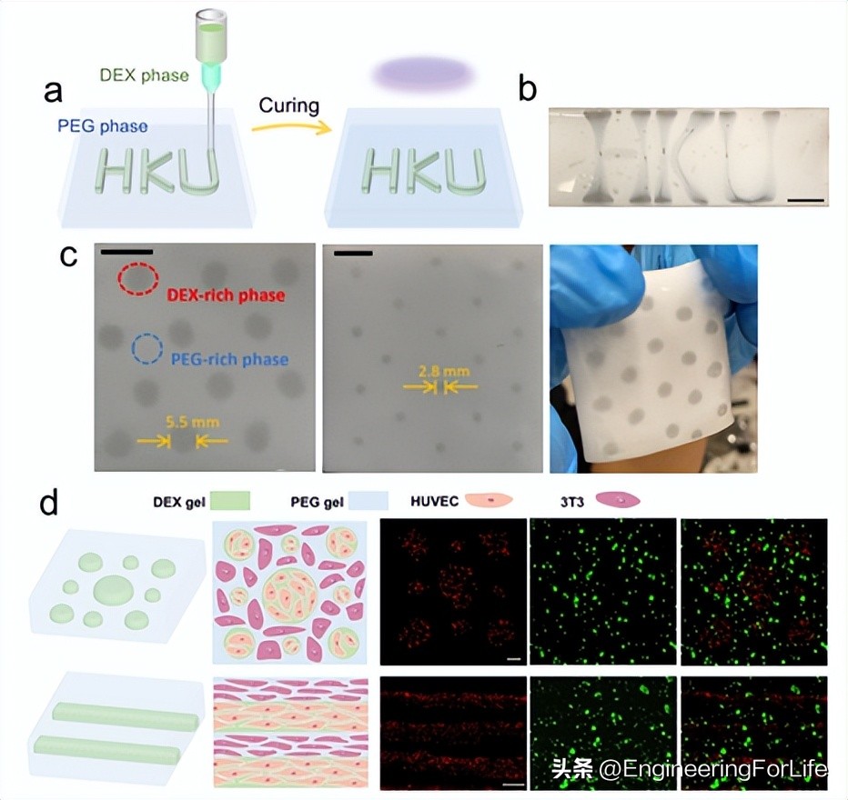 《Nat.Commun.》：高性能异质双水相凝胶！一步制备！
