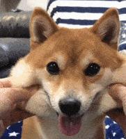 现在的狗狗有多幸福,盘点那些幸福的狗狗