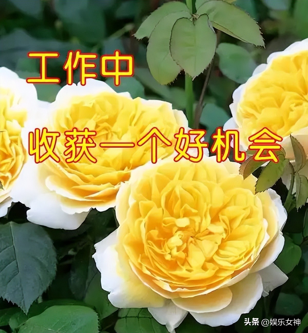 立秋高雅问候表情包,最新处暑早上好表情包