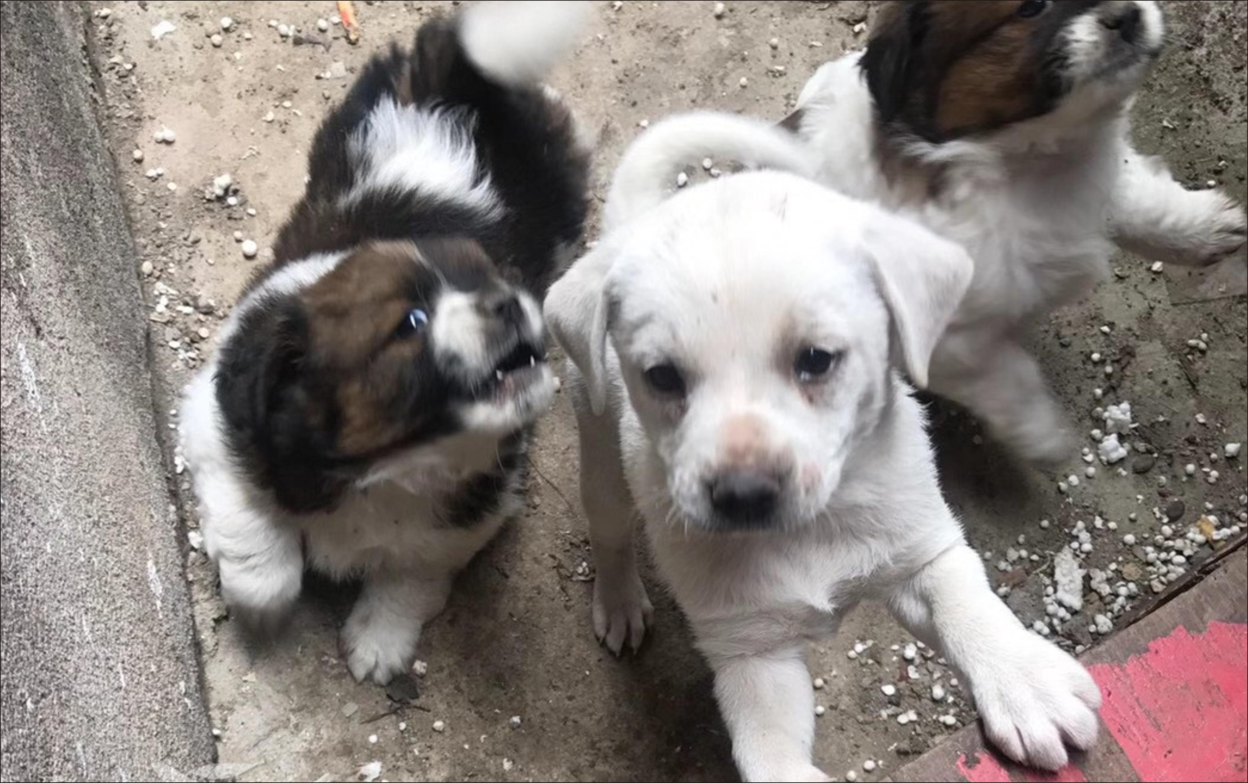 浦东一家被“退市”的公司，曾养过的“开光”狗狗，在苏州被发现