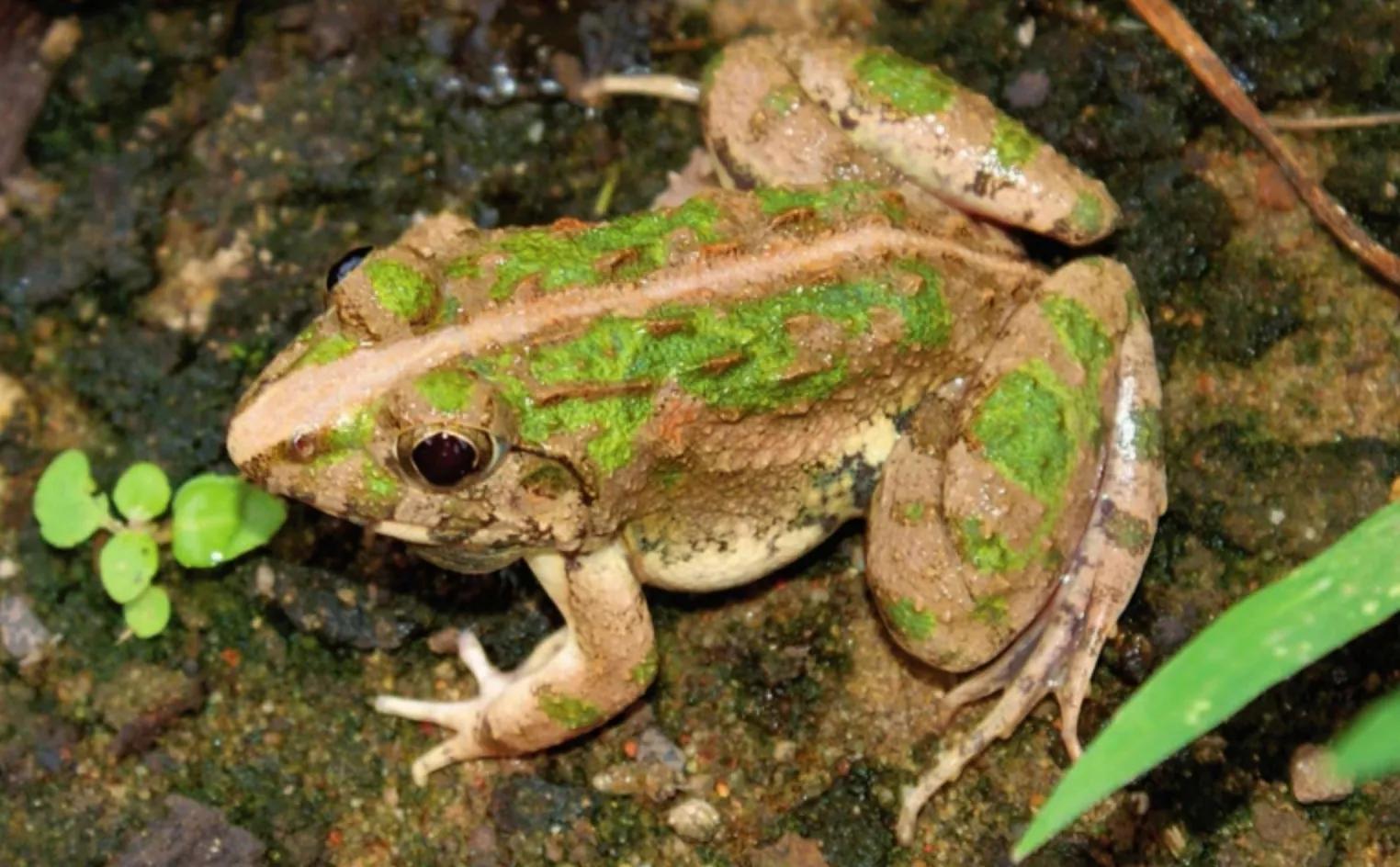 小青蛙儿时的回忆,儿时回忆小青蛙