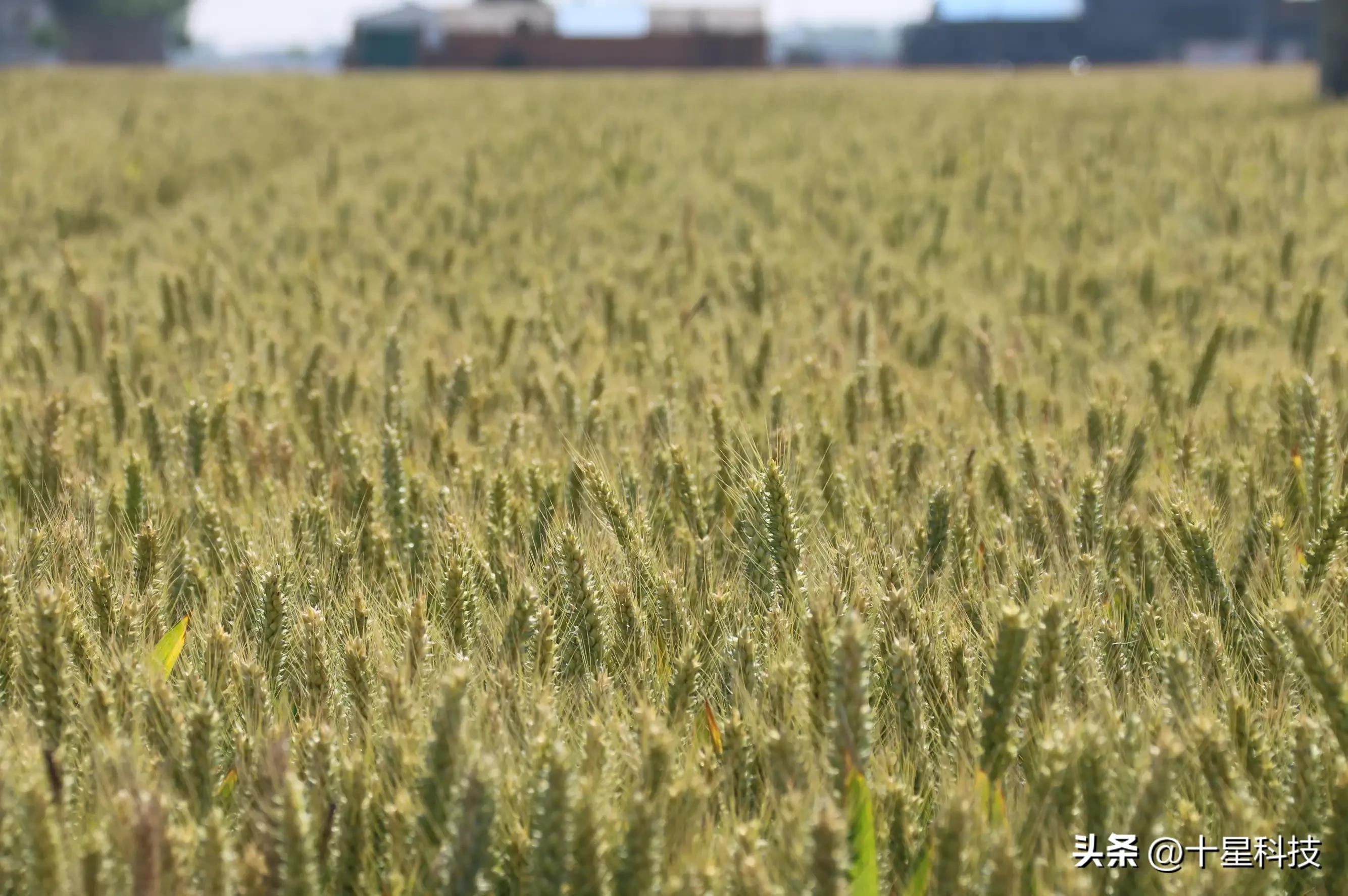 让农产品卖高价,让农民小麦增产增收
