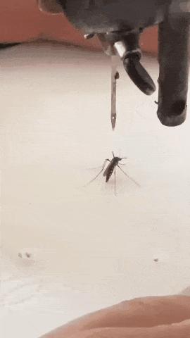 广东人的灭蚊术,阎王见了也发怵