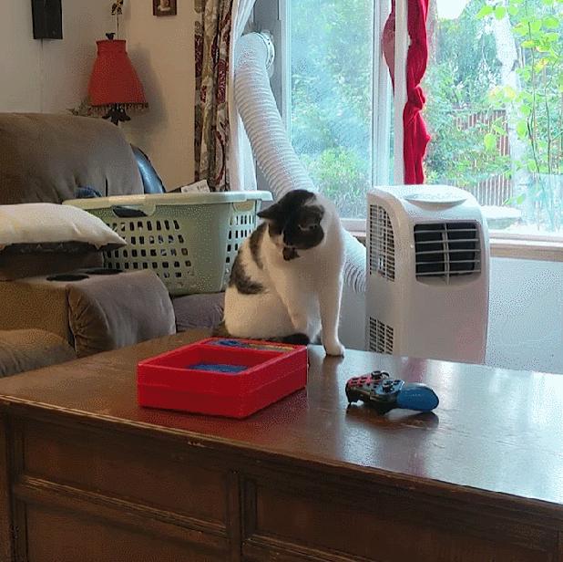 据说养猫超过3年，铲屎官都会变成神经病？