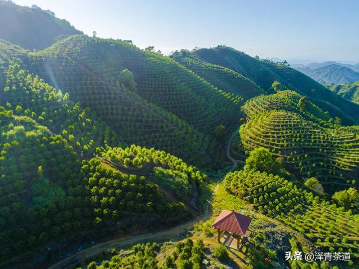 了解一下凤凰单丛,了解凤凰单丛