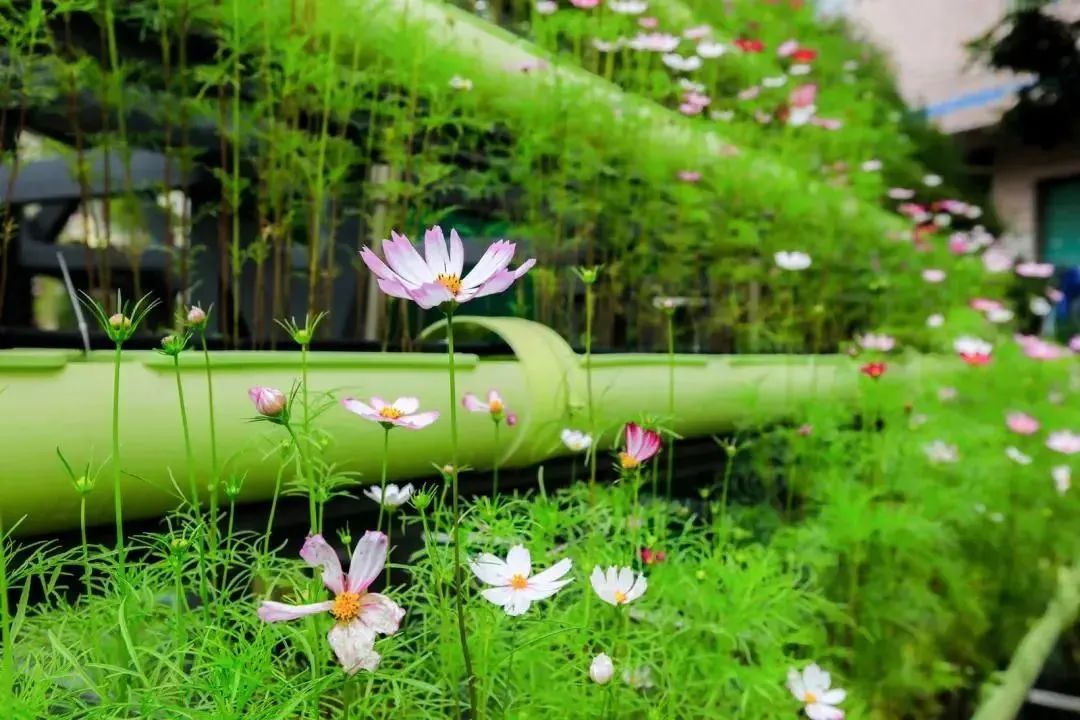 深圳美丽的古村落,网红古村落风景