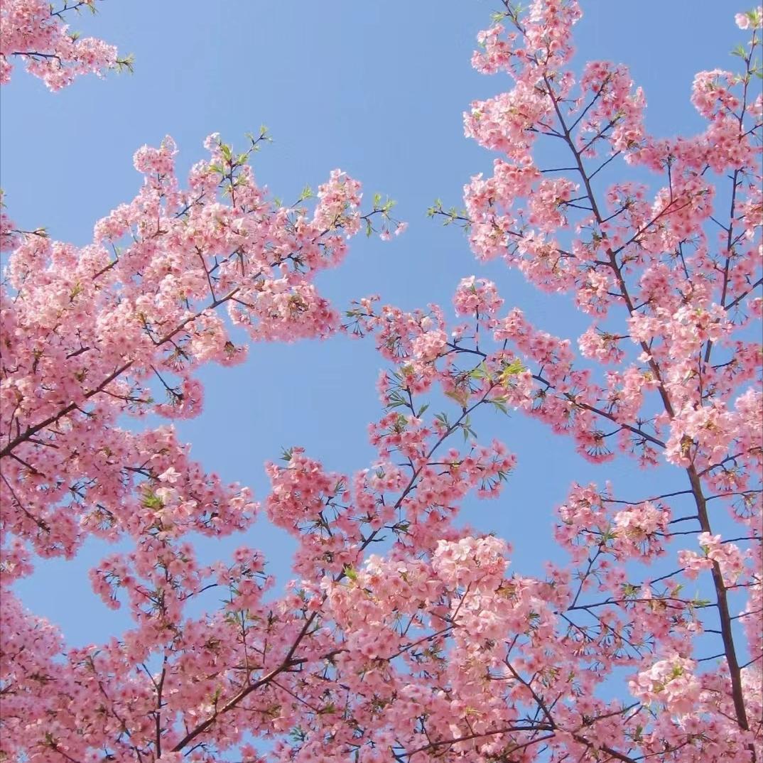 樱花限定螺蛳粉,新品樱花螺蛳粉