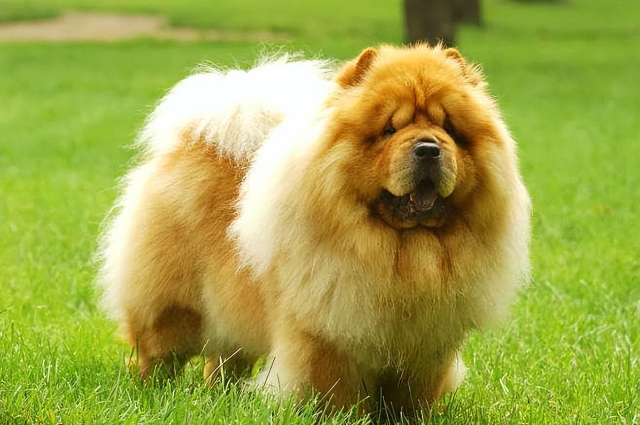 松狮犬有资格养它的人真的不多,松狮犬为什么不建议养