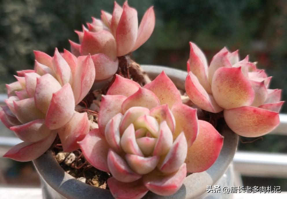 多肉娜娜小勾好出状态吗,多肉娜娜小勾皮实吗