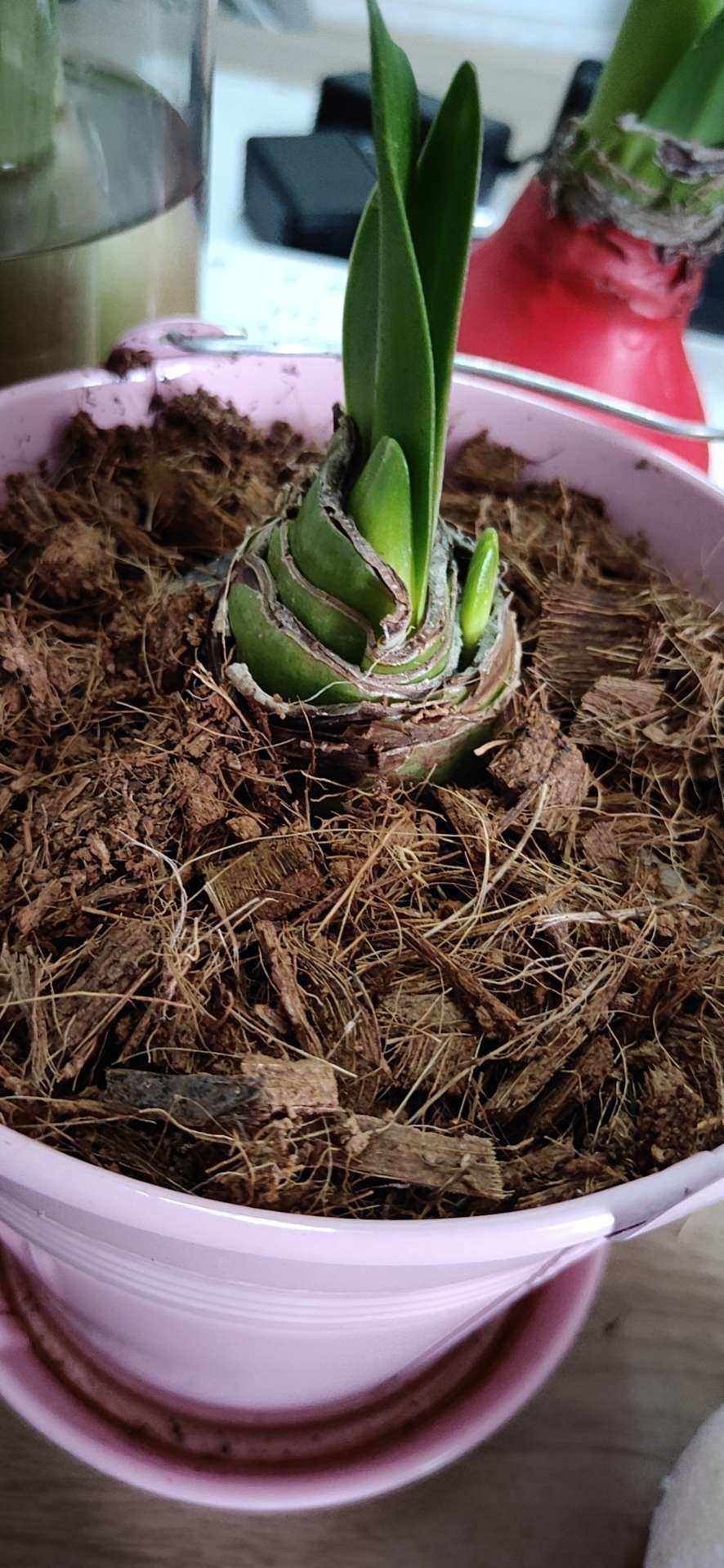 朱顶红怎样养才能开花,朱顶红怎么养才能开花结果