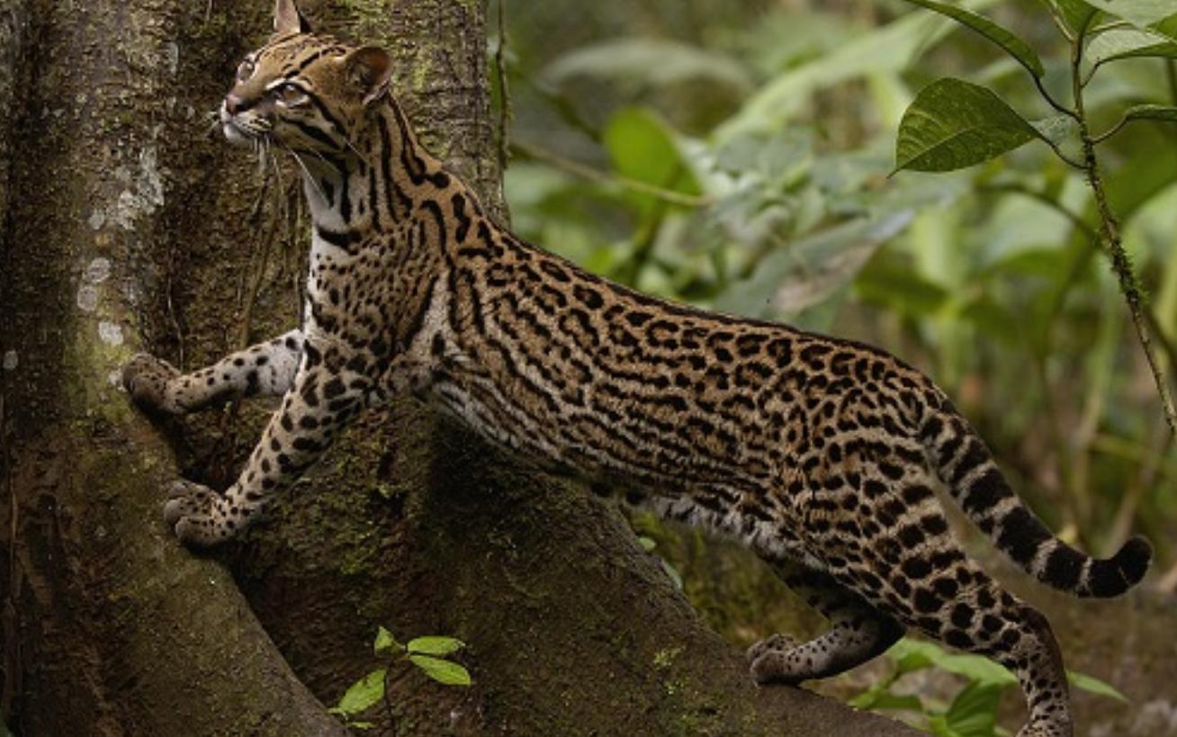 广东老太太捡了一只猫,广东老太上山捡了只小猫