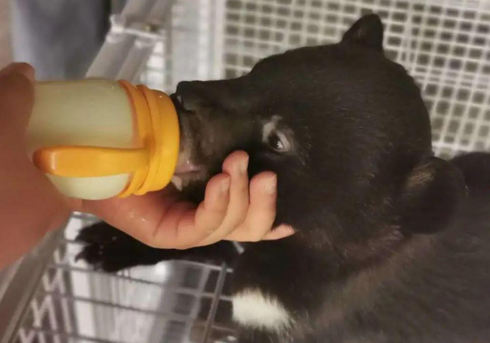 辽宁村民发现被遗弃的小黑熊后续,辽宁农妇收养熊后来放回大自然没