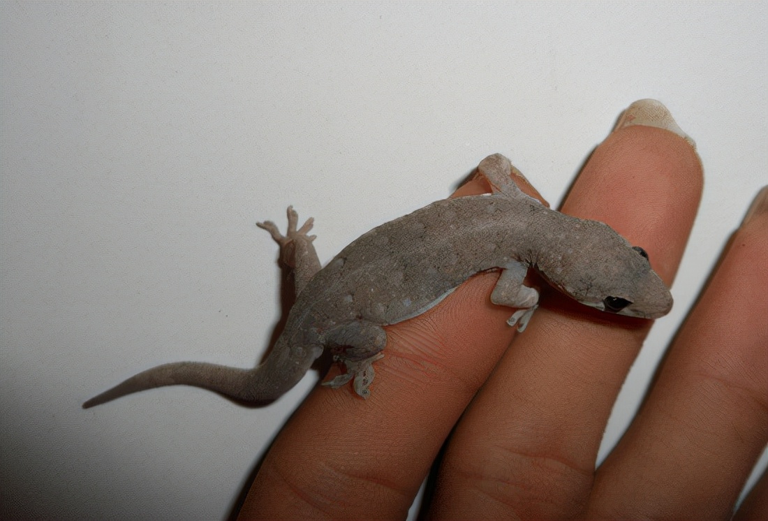 家里进了壁虎可以不理吗,家有壁虎需要留住吗