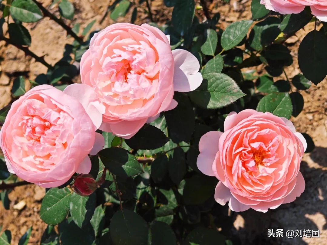 市花月季公园,市花月季