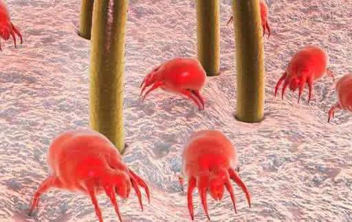 除螨你得有正确的方法,除螨小科普