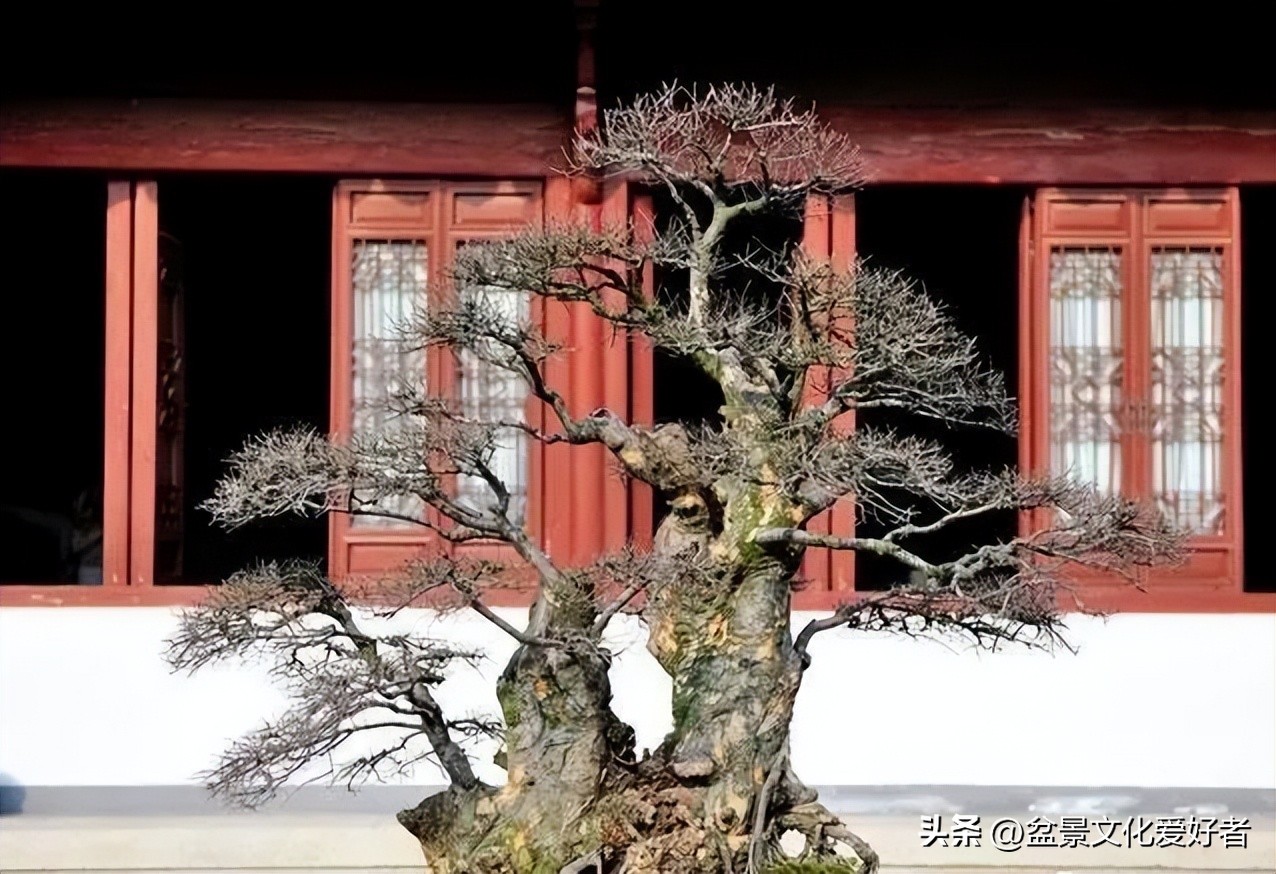 盆景枝条蟠扎后如何正确拿弯,大型松树盆景拿弯过程视频