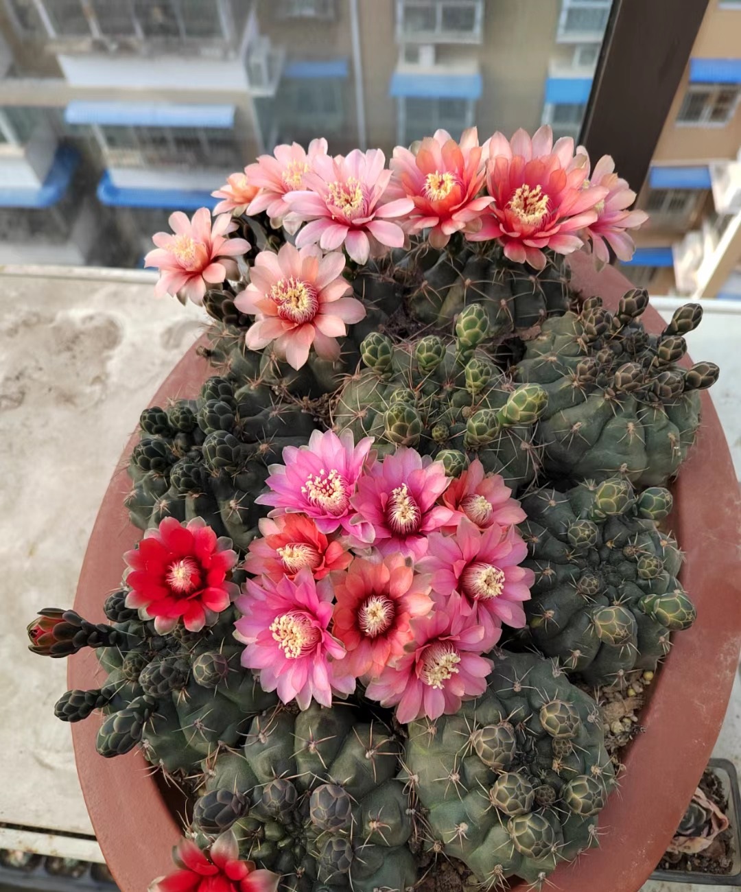 开花勤的仙人球排名,十大最好养的仙人球